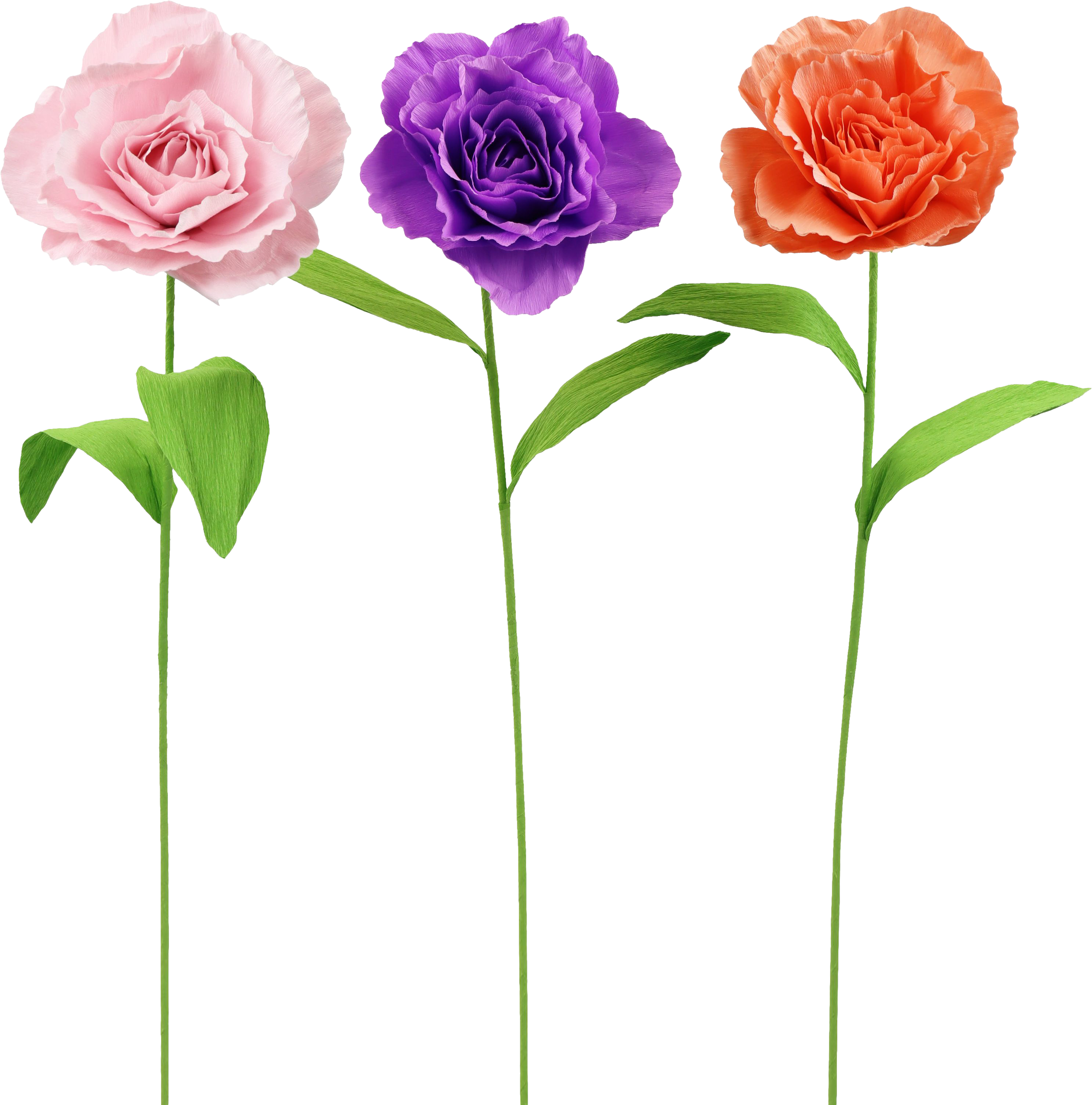 2019 TRIO VASI  ROSY  3PZ