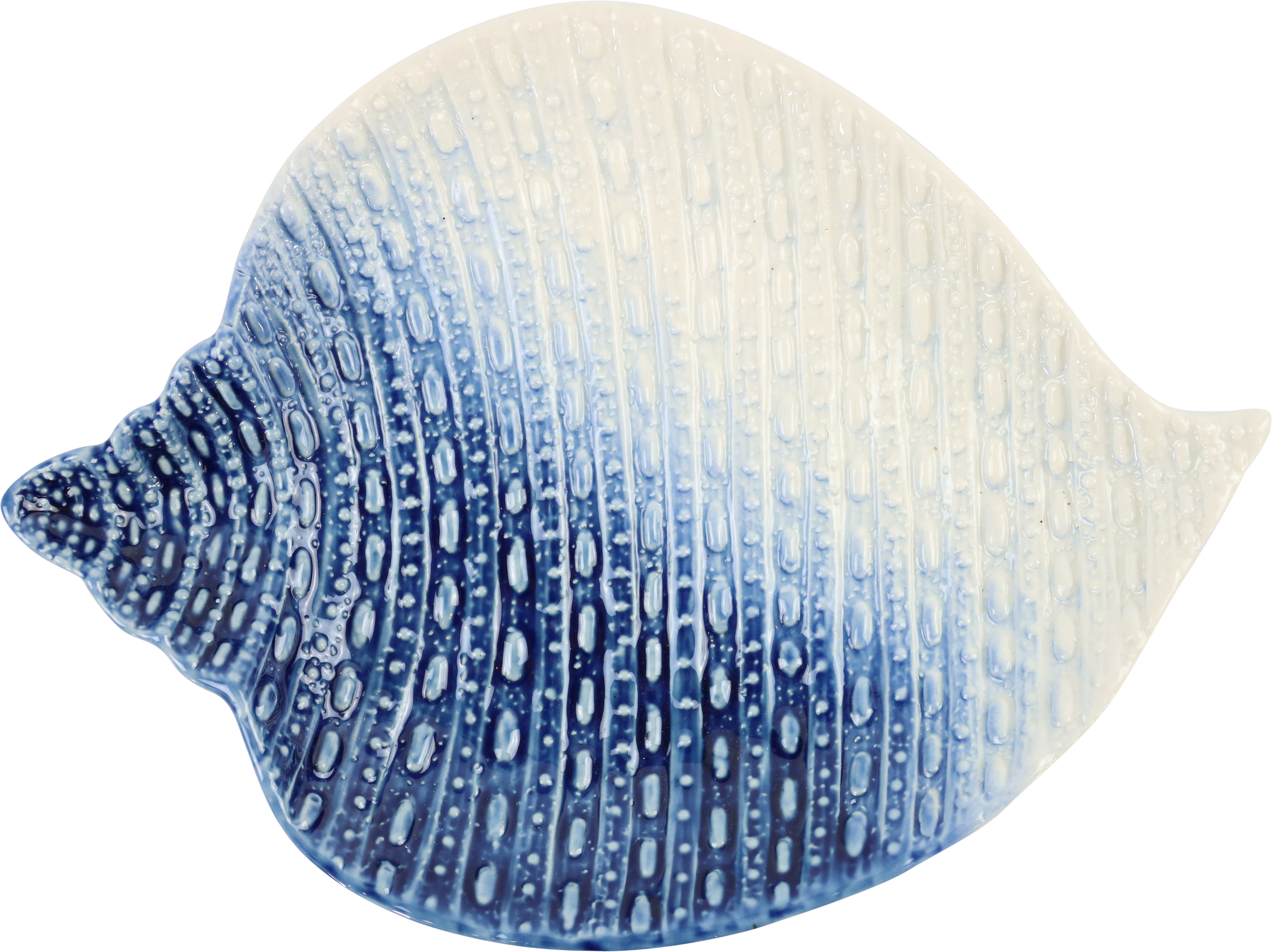 2443 CONCHA  OCÉANO