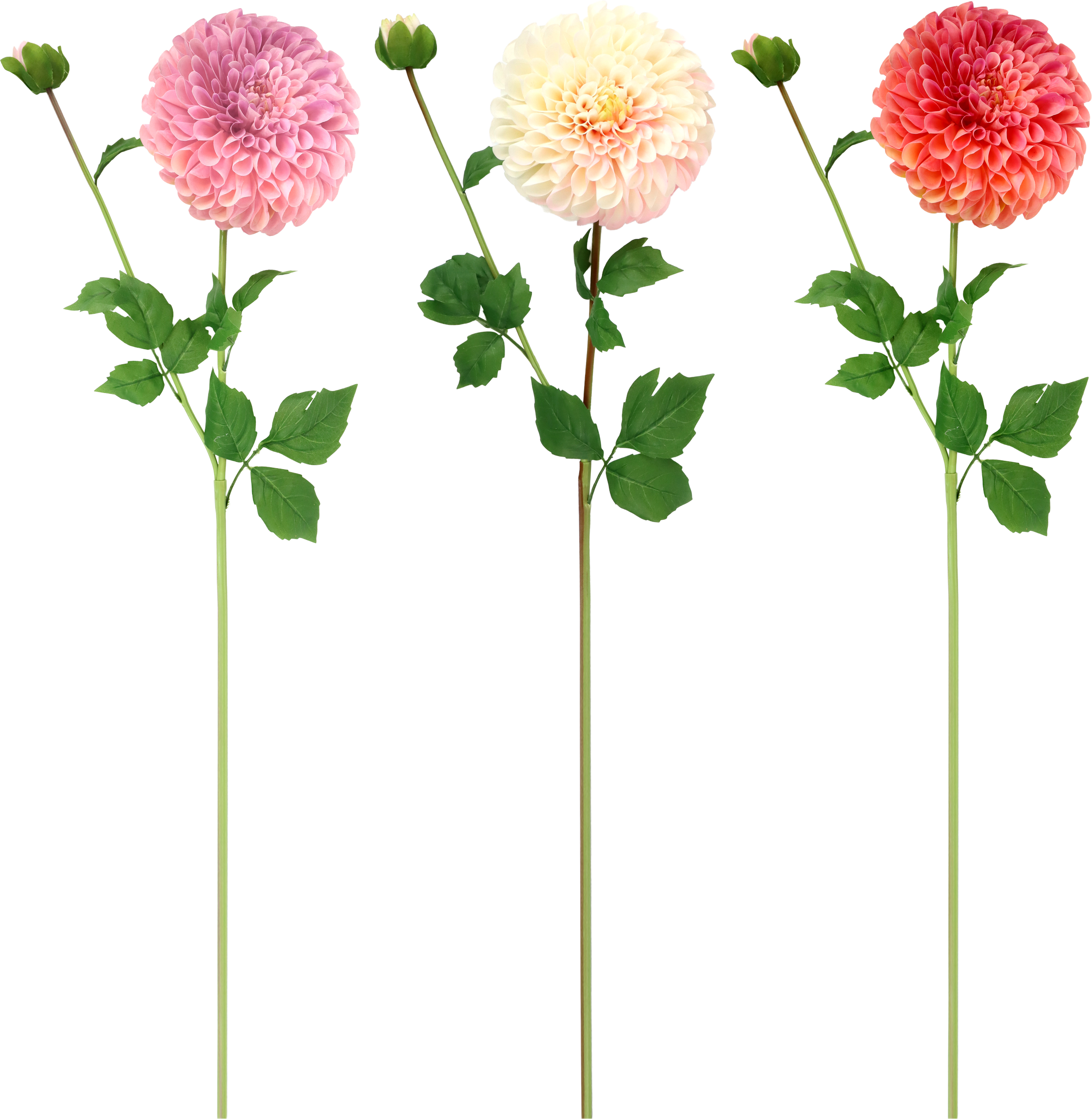 6681 FLOWERS DHALIE  S/3