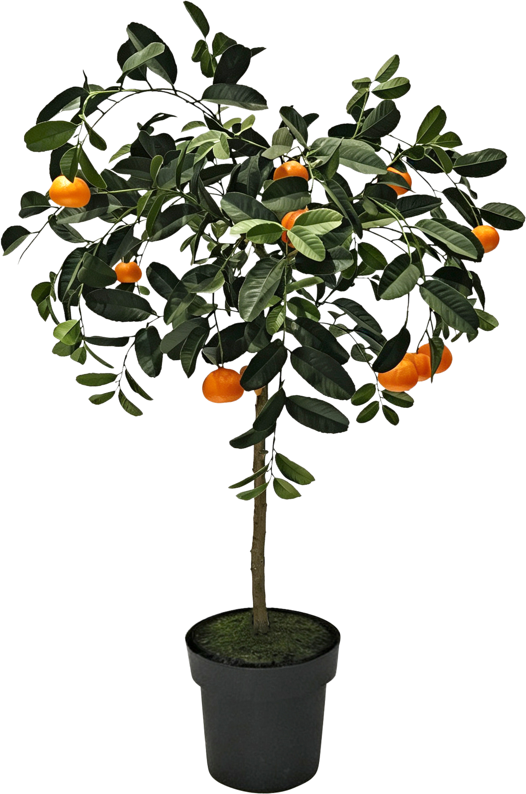 6792 ORANGENBAUM VALENCIA
