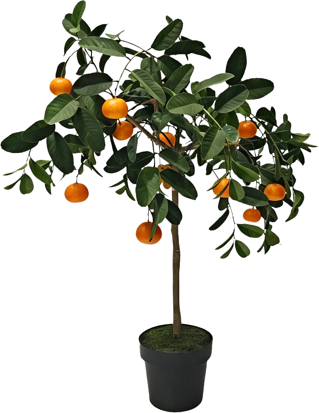 6793 ORANGENBAUM VALENCIA