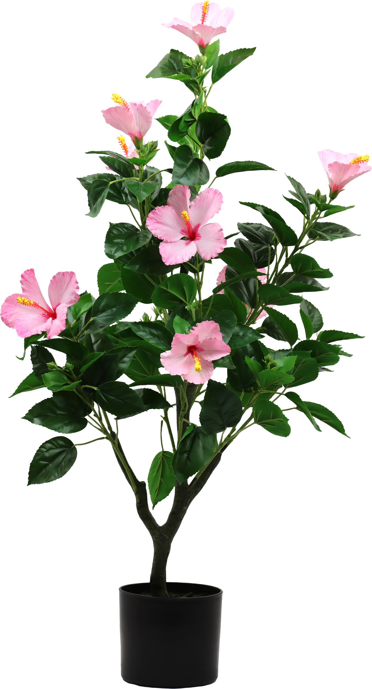 7235 ÁRBOL  HIBISCUS DREAM