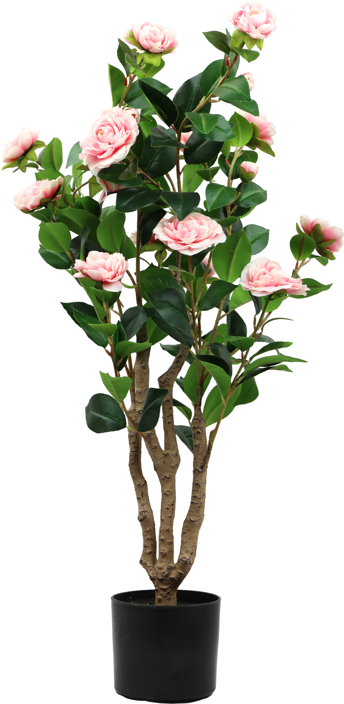 7296 ÁRBOL  LA ROSA BELLA