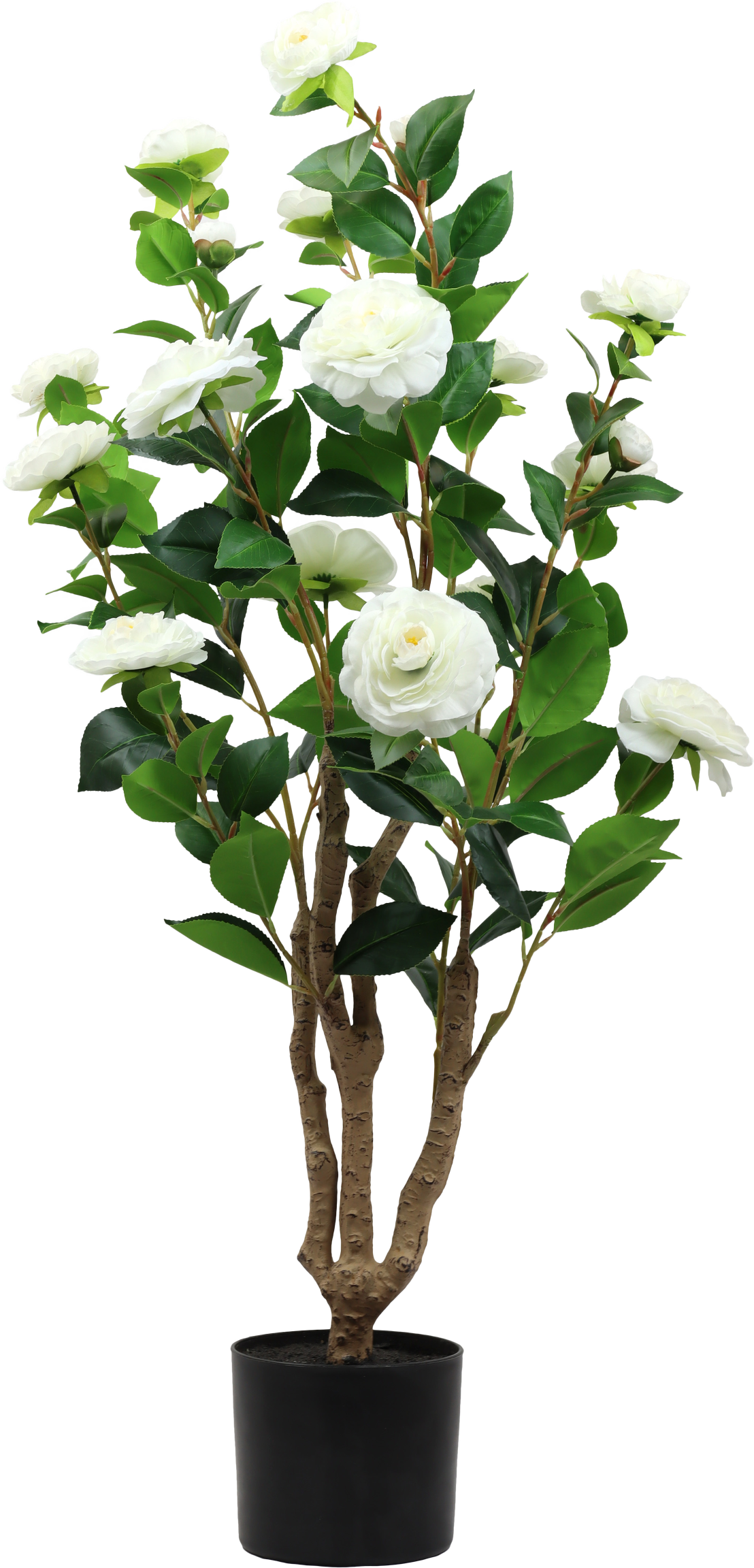 7297 ÁRBOL  LA ROSA BELLA